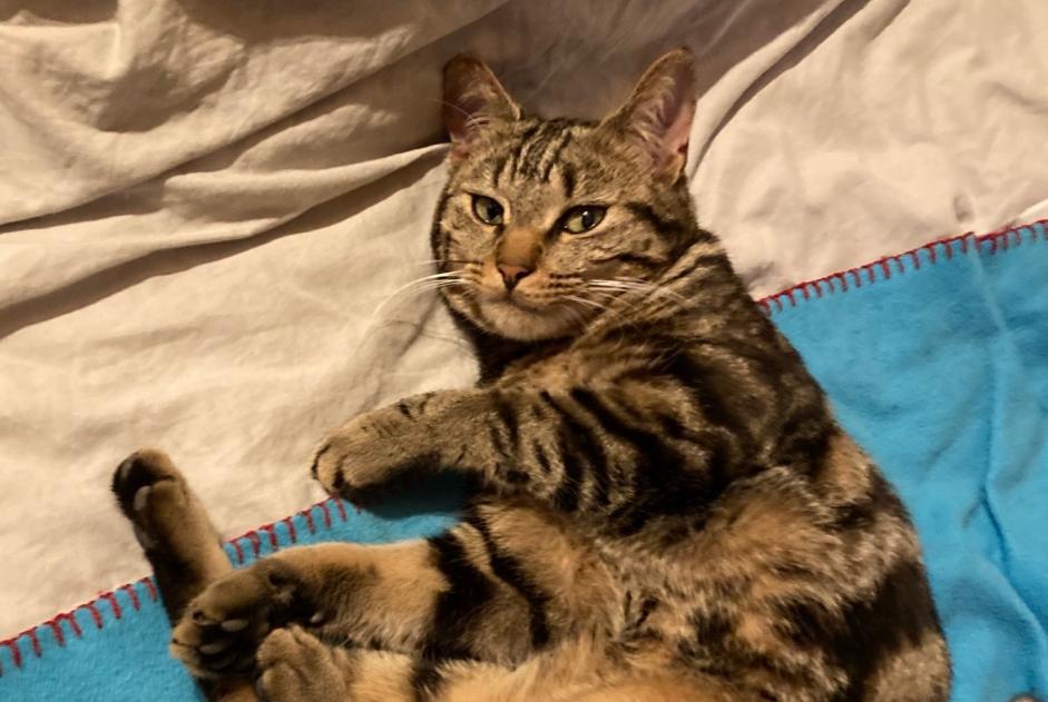 Disappearance alert Cat  Male , 1 years Vitry-sur-Seine France