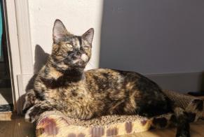 Disappearance alert Cat miscegenation Female , 2 years Villefranche-de-Lauragais France