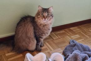 Disappearance alert Cat Male , 3 years Colomiers France