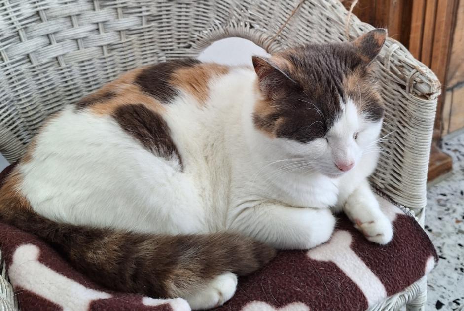 Disappearance alert Cat  Female , 10 years Plouay France