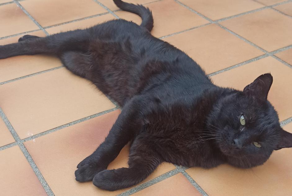 Discovery alert Cat  Male Cabestany France