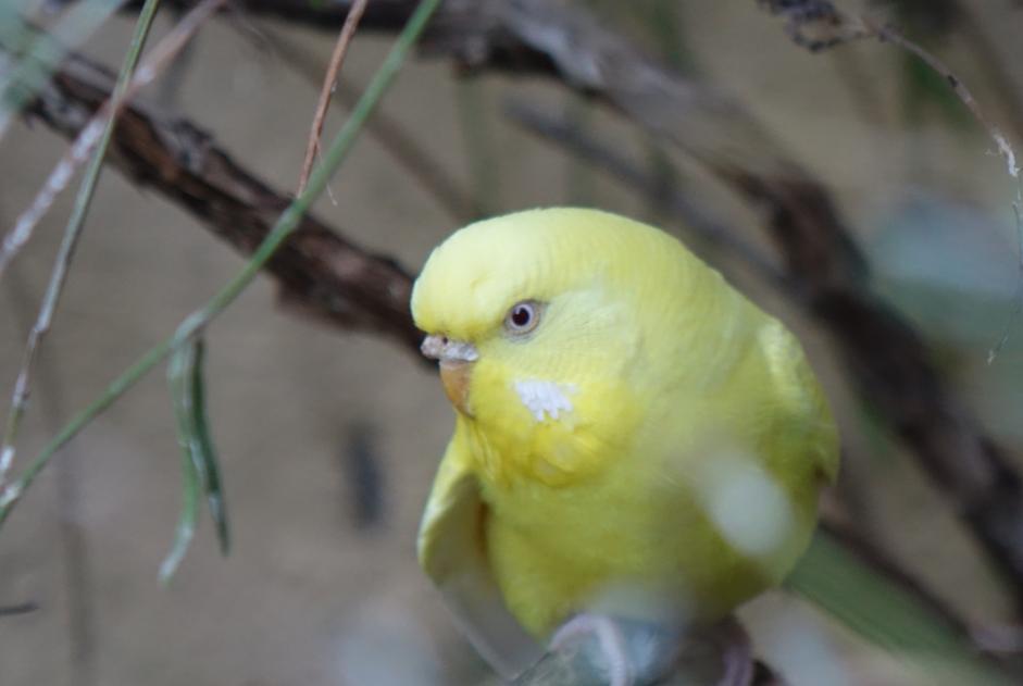 Discovery alert Bird Female La Tour-sur-Orb France