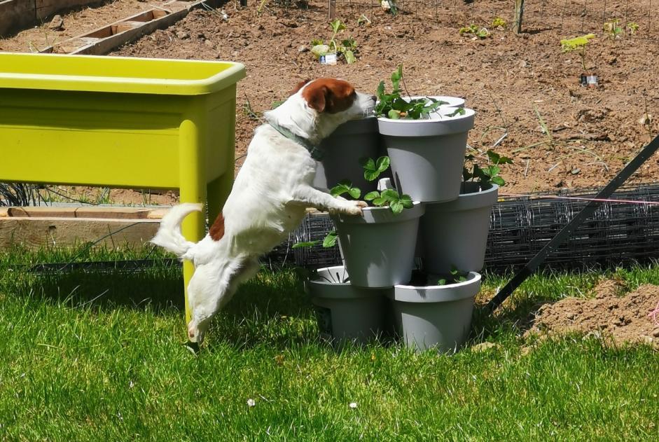 Disappearance alert Dog  Male , 7 years Bézancourt France