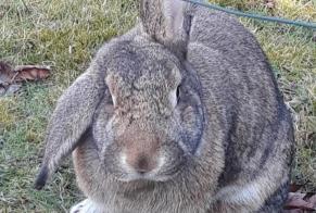 Disappearance alert Rabbit Female , 2024 years Champhol France