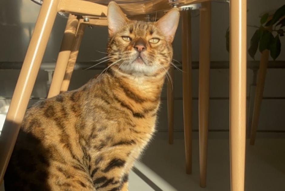 Disappearance alert Cat  Male , 4 years Nîmes France