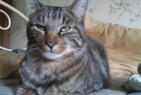 Disappearance alert Cat Male , 8 years Talon France