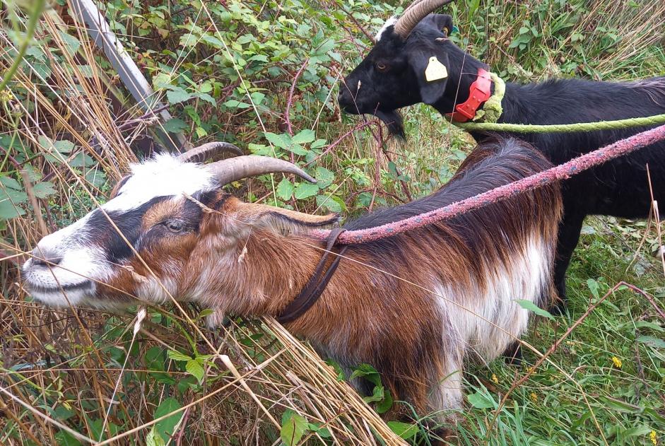 Disappearance alert Goat Female , 2024 years Souyeaux France