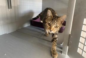 Discovery alert Cat  Female , Between 7 and 9 months Poissy France