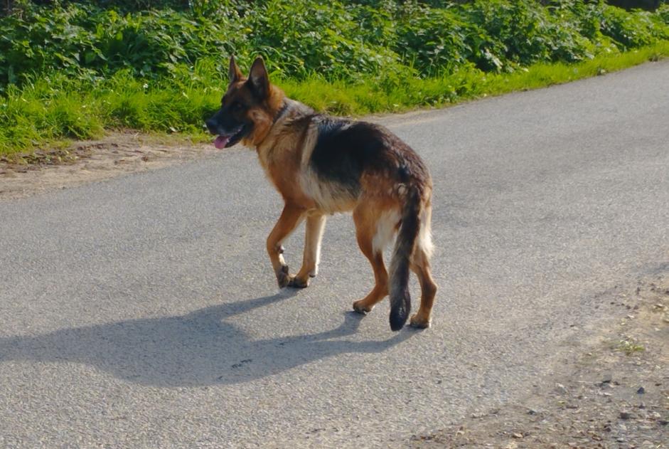 Discovery alert Dog  Unknown Sainte-Cécile France