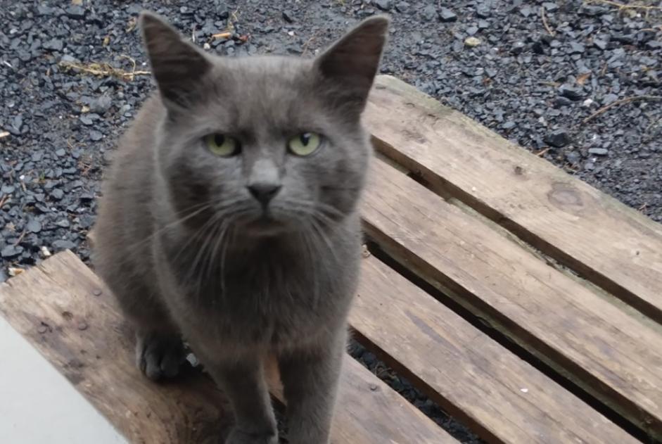 Discovery alert Cat Male Rumilly-en-Cambrésis France