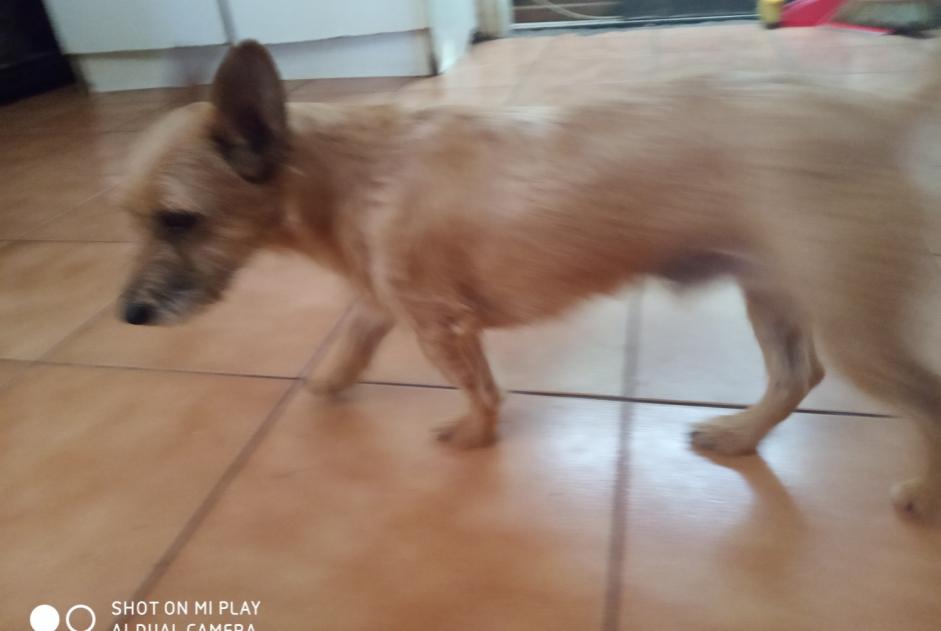 Disappearance alert Dog miscegenation Male , 4 years Saint-Pierre France