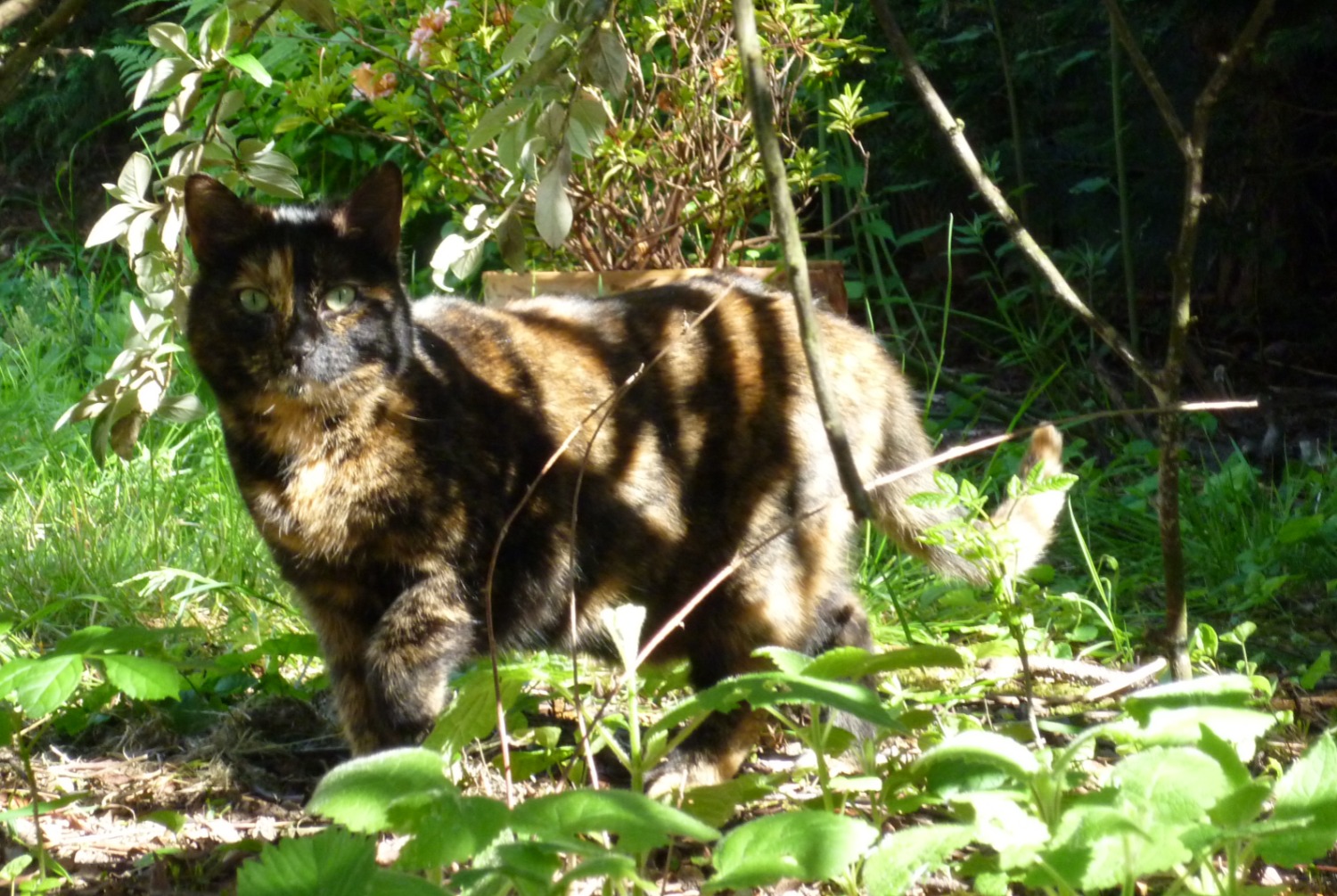 Disappearance alert Cat Female , 12 years Pontault-Combault France