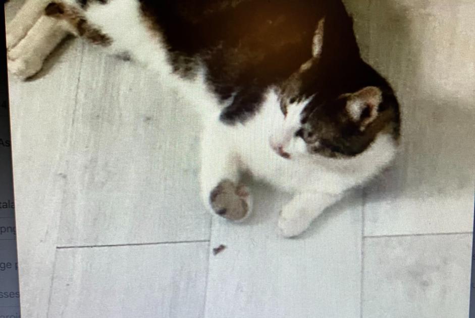 Disappearance alert Cat  Male , 2 years Hyères France