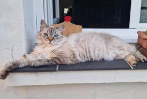 Disappearance alert Cat  Female , 10 years Soullans France