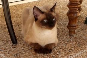 Disappearance alert Cat  Male , 6 years Villard-Bonnot France