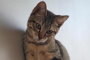 Disappearance alert Cat Male , 0 years Valence France