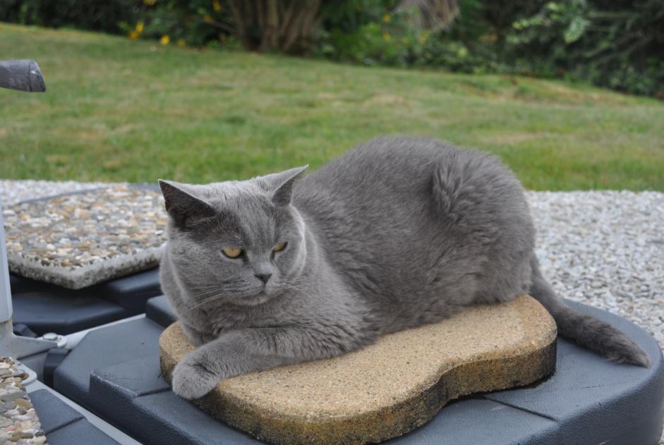 Disappearance alert Cat  Female , 10 years Andoins France