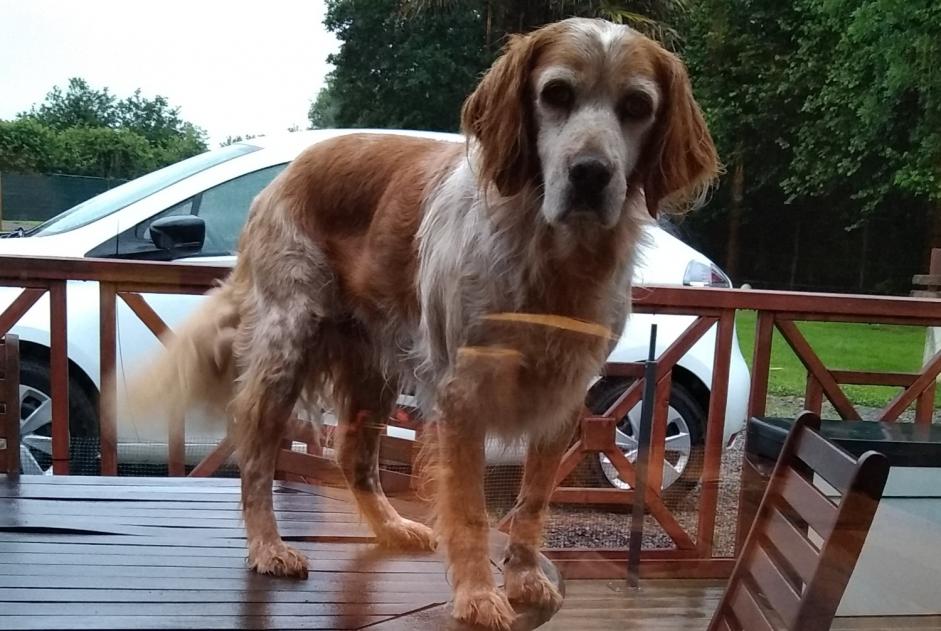 Disappearance alert Dog  Male , 11 years Muneville-le-Bingard France