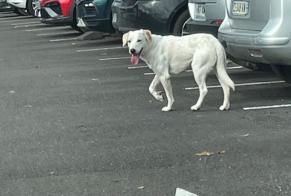 Discovery alert Dog  Male Angoulême France