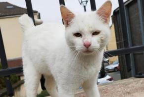 Discovery alert Cat Male Mézières-sur-Seine France