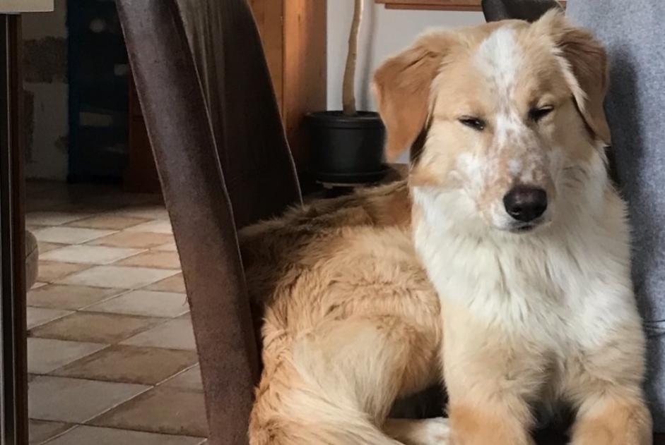 Disappearance alert Dog miscegenation Female , 0 years Saint-Agrève France