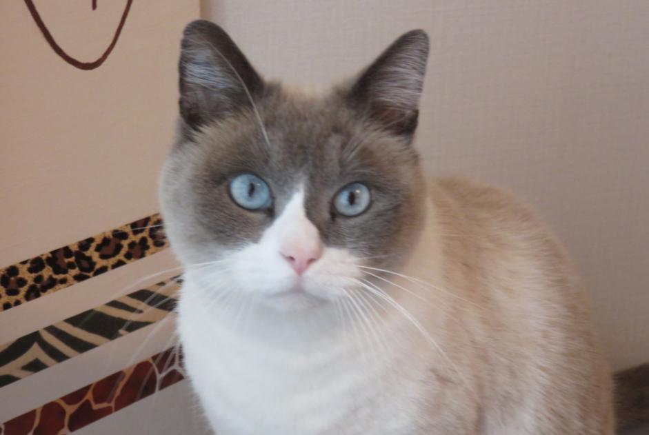 Disappearance alert Cat miscegenation Male , 17 years Mesnil-Roc'h France