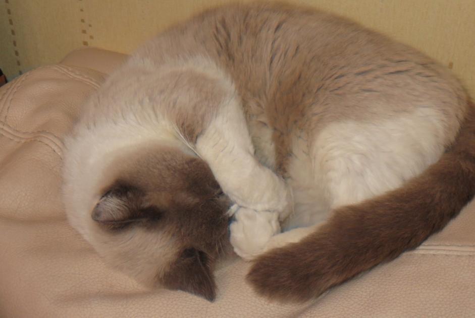 Disappearance alert Cat miscegenation Male , 17 years Mesnil-Roc'h France