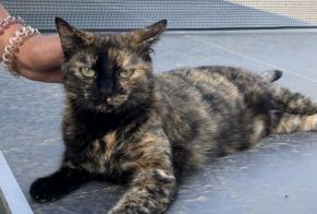 Disappearance alert Cat Female , 4 years Grasse France