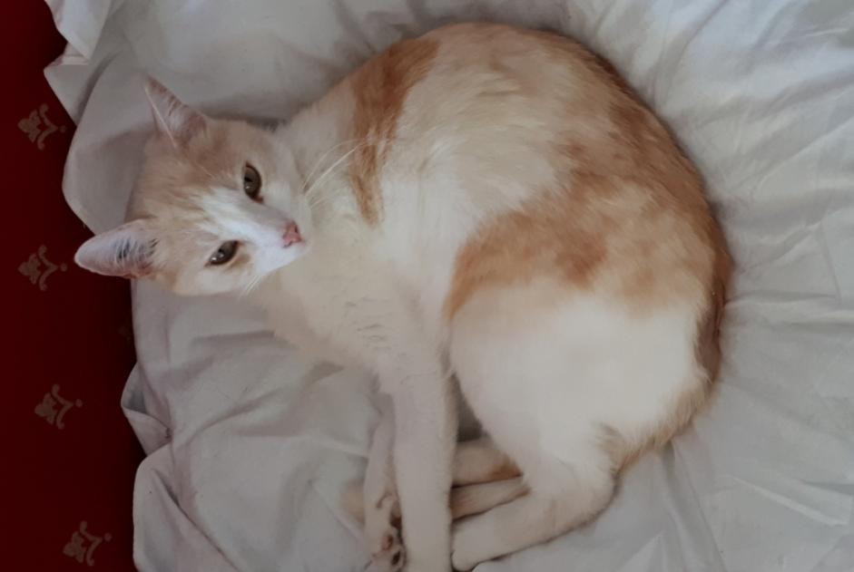 Disappearance alert Cat  Male , 8 years Hyères France