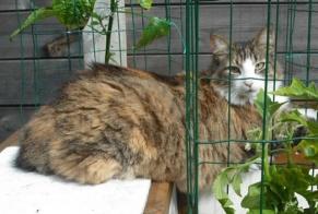 Disappearance alert Cat  Female , 5 years Challans France