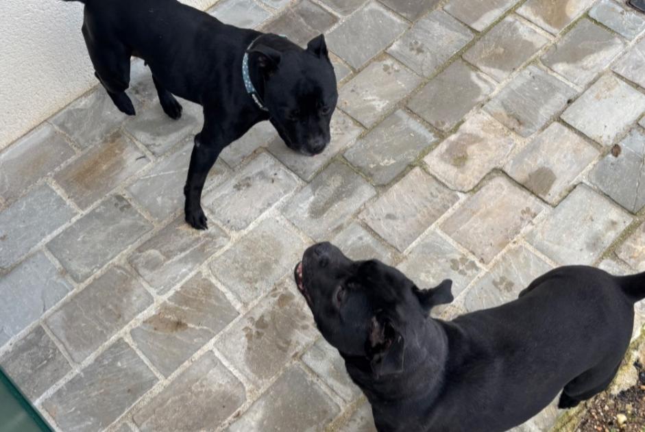 Discovery alert Dog  Female Birieux France