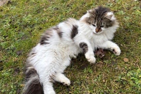 Discovery alert Cat  Female Caluire-et-Cuire France