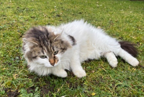 Discovery alert Cat  Female Caluire-et-Cuire France