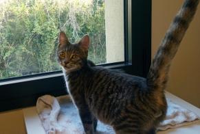 Disappearance alert Cat Male , 1 years Saint-Andiol France