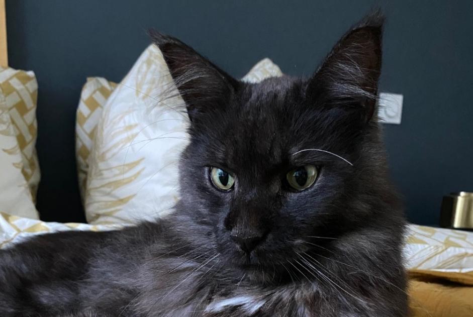 Disappearance alert Cat  Male , 3 years L'Isle-Adam France