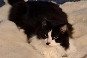 Disappearance alert Cat Female , 10 years Rozay-en-Brie France