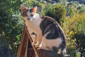 Disappearance alert Cat miscegenation Female , 2 years Arvillard France