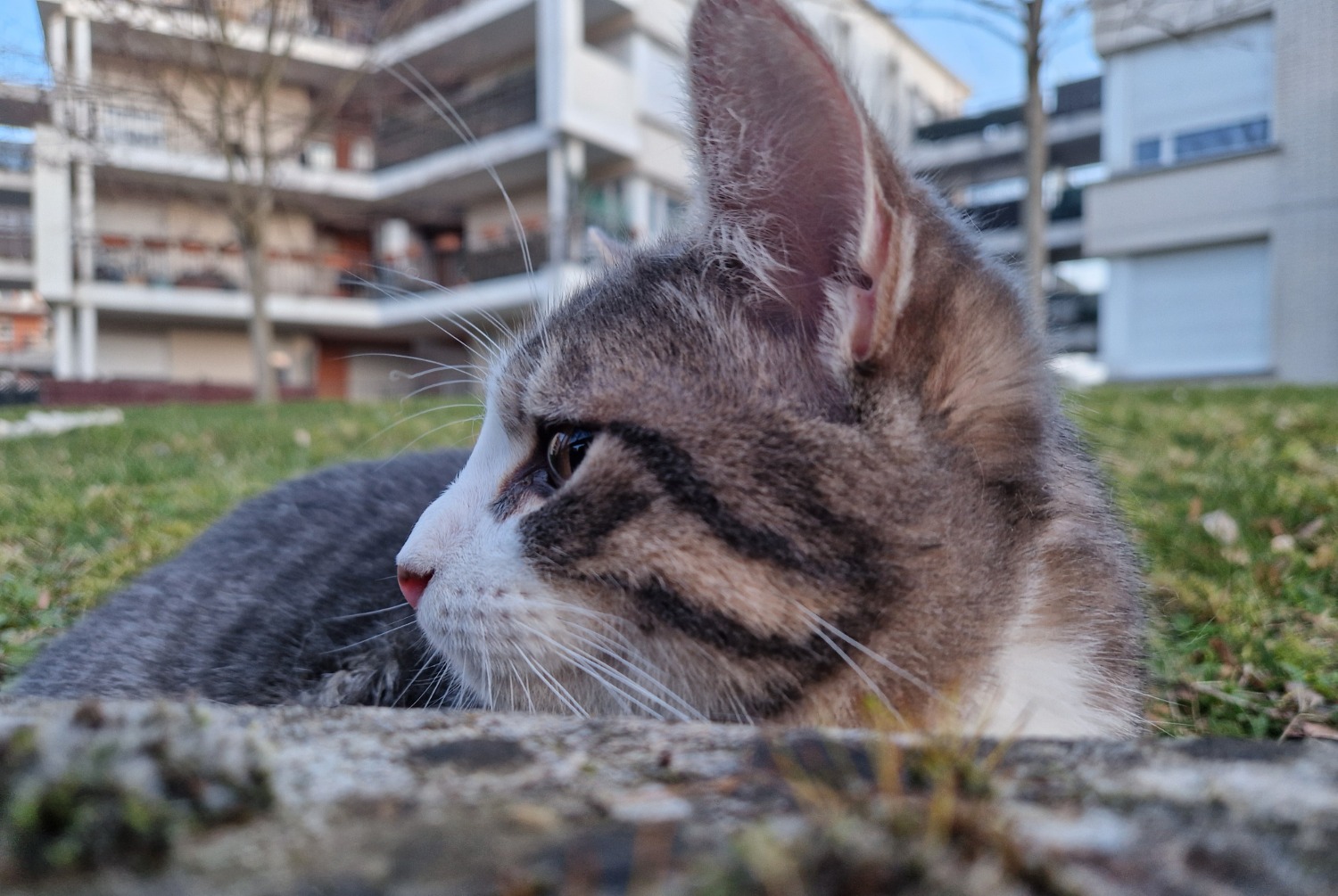 Discovery alert Cat Male , 2025 years Créteil France