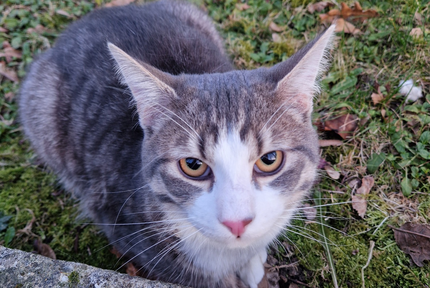 Discovery alert Cat Male , 2025 years Créteil France