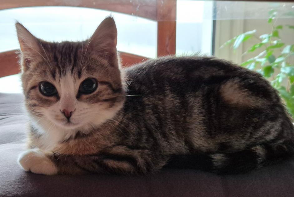 Disappearance alert Cat Female , 1 years Saint-Denis-en-Val France