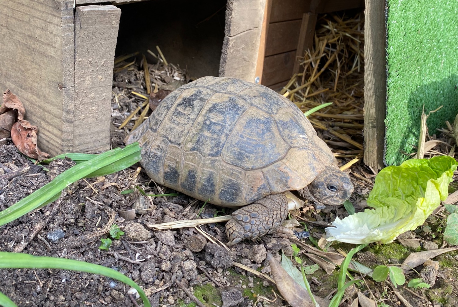 Disappearance alert Tortoise Male , 2025 years Cesson-Sévigné France