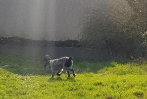 Discovery alert Dog  Unknown Cormeilles-en-Parisis France