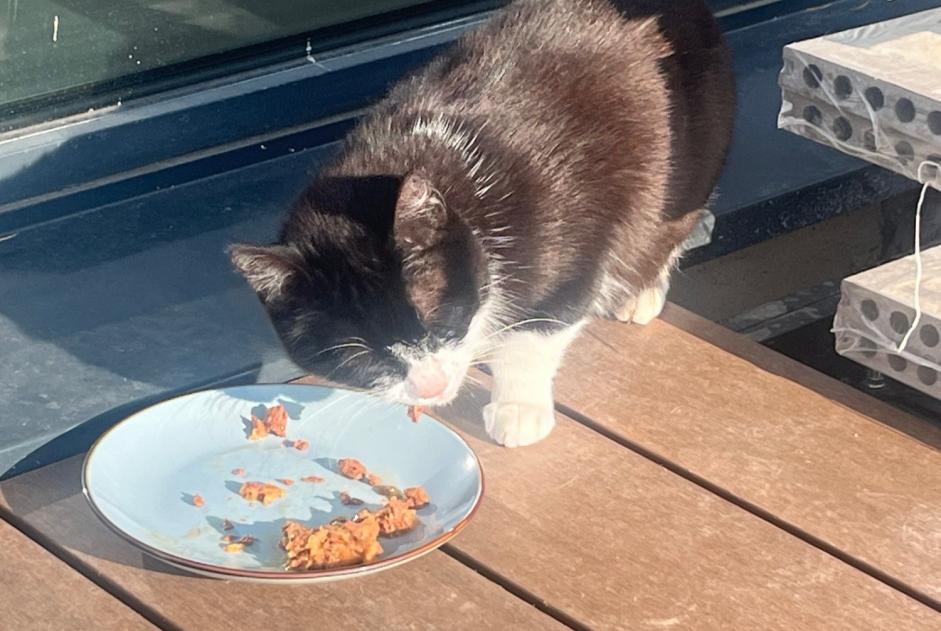Discovery alert Cat Unknown Bremblens Switzerland