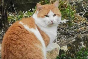 Discovery alert Cat Unknown Magnet France