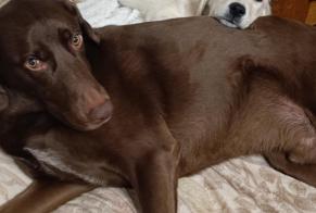 Disappearance alert Dog miscegenation Male , 5 years Blaisy-Bas France