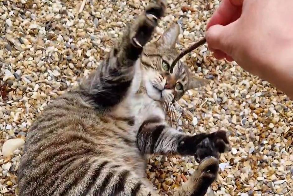 Disappearance alert Cat miscegenation Male , 11 years Saint-Martial-d'Artenset France