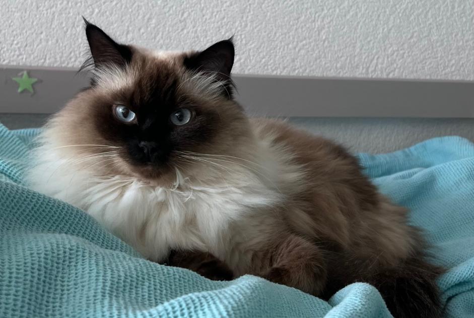 Disappearance alert Cat  Female , 4 years Montreux Switzerland