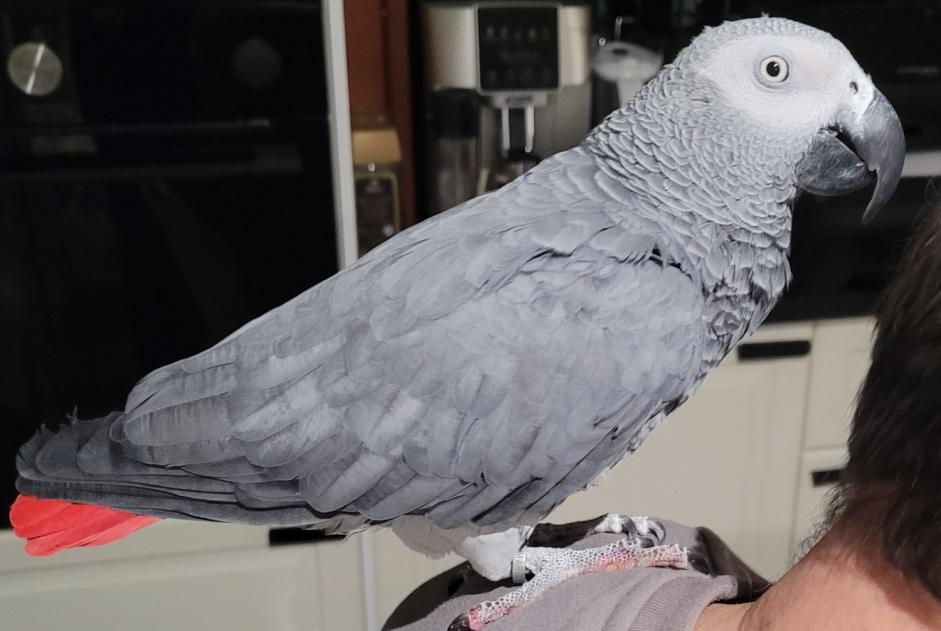 Discovery alert Bird Unknown Alfortville France