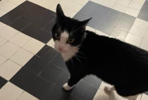 Discovery alert Cat Male Genève Switzerland