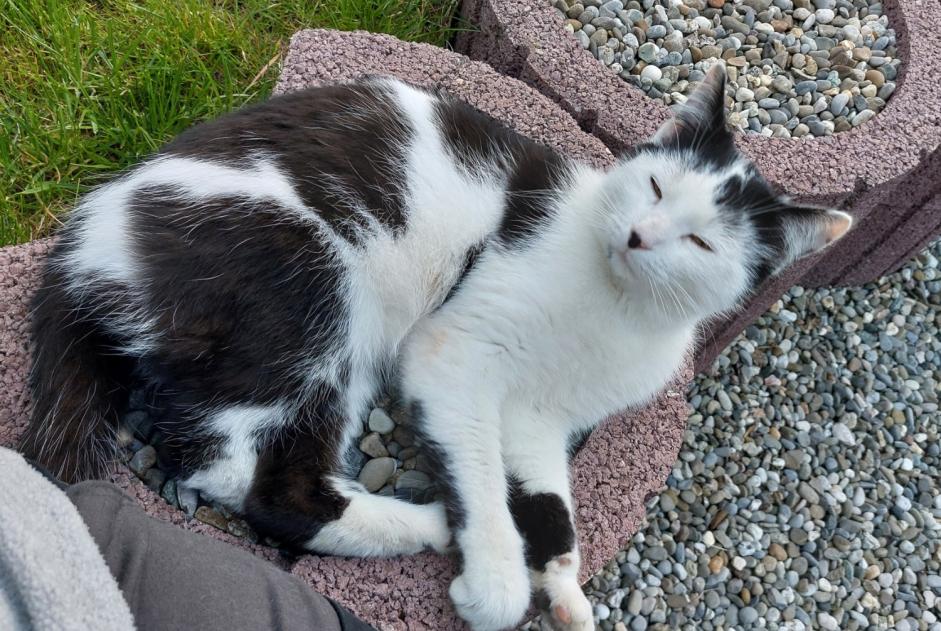 Discovery alert Cat Male Damphreux-Lugnez Switzerland